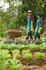 Naklejka na ściany i meble Handsome Asian gardener and his female colleague wearing aprons and gumboots walking along vegetable garden and talking to each other after completion of gardening work