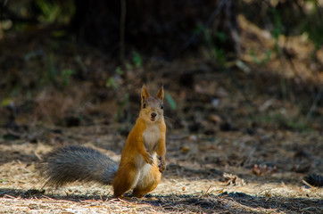 Naklejka na ściany i meble Beautiful red squirrel in the park is standing on the grass in the summer and looks