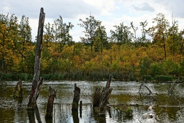старые деревья в воде и заросший берег © butus