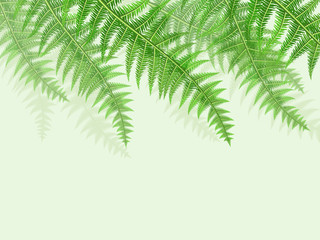 background with green fern leaves
