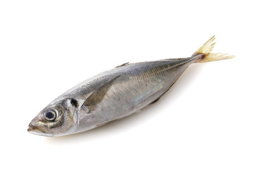 あじ　Horse mackerel