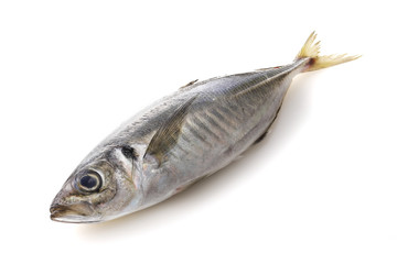 あじ　Horse mackerel