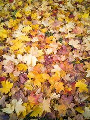 Autumnal season. Maple tree leaves on the ground. Colorful seasonal image.