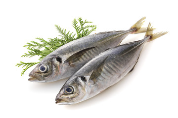 あじ　Horse mackerel