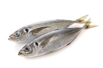 あじ　Horse mackerel