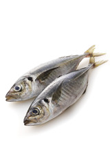 あじ　Horse mackerel