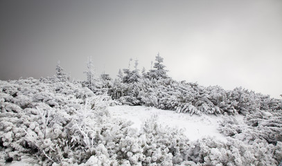 winter landscape with snowy fir trees in the mountains