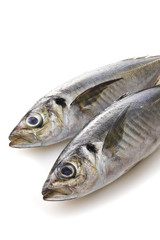 あじ　Horse mackerel