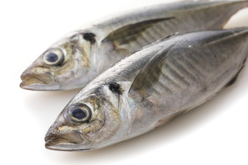 あじ　Horse mackerel