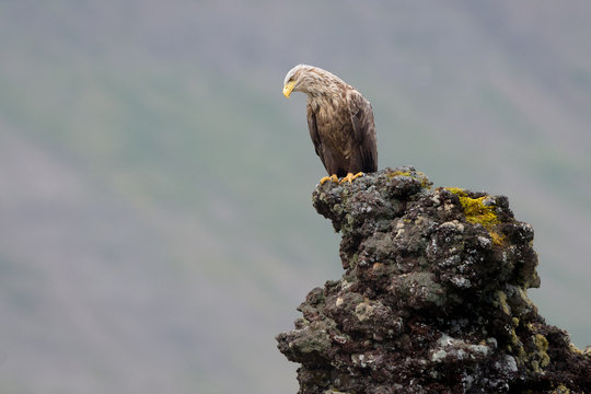 White-tailed Eagle (Haliaeetus albicilla)