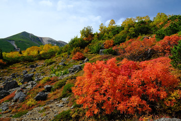 乗鞍岳の紅葉