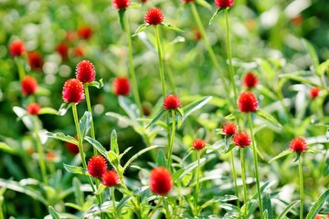 センニチコウの花