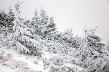 winter landscape with snowy fir trees in the mountains