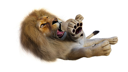Fototapeta premium 3D Rendering Male Lion on White