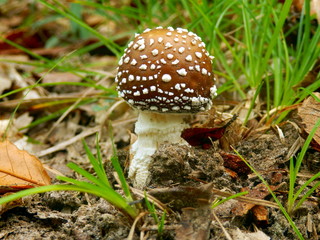 Close up of a young specimen of Amanita Pantherina, also known as Panther Cap, showing a convex cap covered in warts