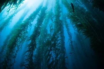 Seetangwald auf den Kanalinseln, Kalifornien © ead72