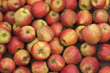 Fototapeta na wymiar Freshly picked red apples