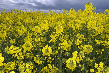 Rapeseed field and thunder clouds