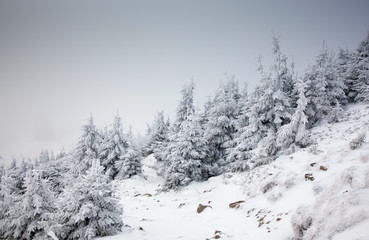winter landscape with snowy fir trees in the mountains