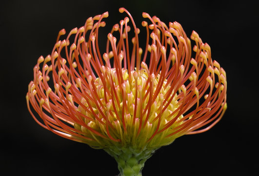 Red pincushion Protea