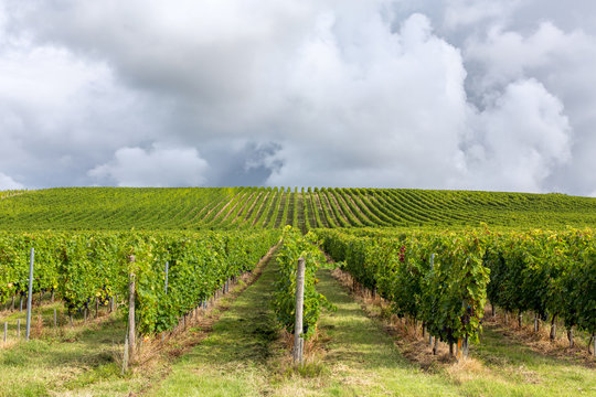 Rangs de vigne sous un ciel nuageux