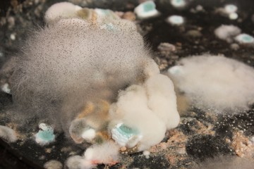 Closeup thick mold