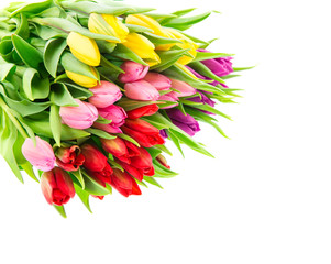 Tulip flowers Bouquet spring blooms white background