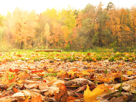 Autumn landscape. The natural background.
