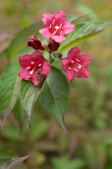 florida weigela