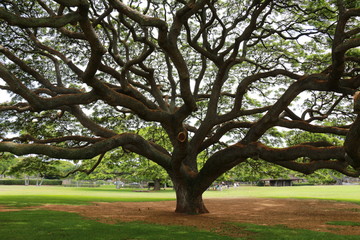 Obraz premium モアナルアガーデンズパークのモンキーポッド