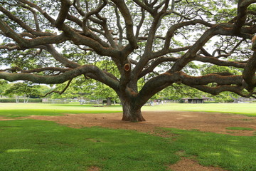 モアナルアガーデンズパークのモンキーポッド