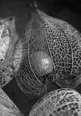 Physalis close-up