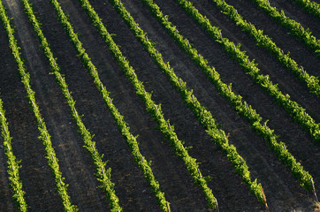 rows of green vineyards in summer season. Chianti region in Tuscany, Italy.
