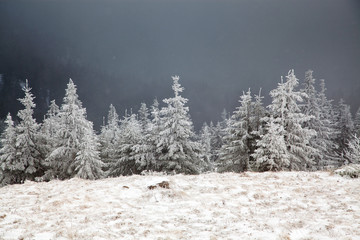 Naklejka premium winter landscape with snowy fir trees in the mountains