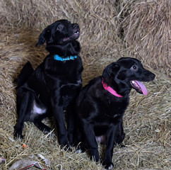 black dog in a red collar in the hayloft