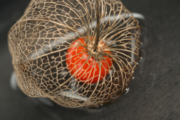 Physalis close-up