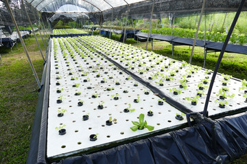 Lettuce growing in greenhouse. Hydroponic vegetables