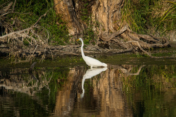 Wildlife photo, white heron stainding in water and hunting in summer evening