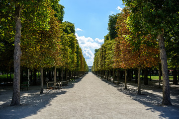 A sunny alley bordered with chestnut trees in the Tuileries garden in Paris at the end of summer.