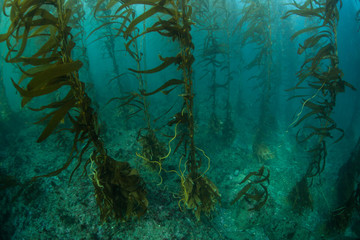 Kelp Forest in California, Channel Islands © ead72