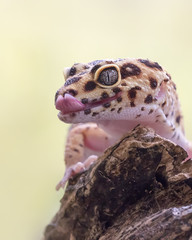 Mocking Gecko