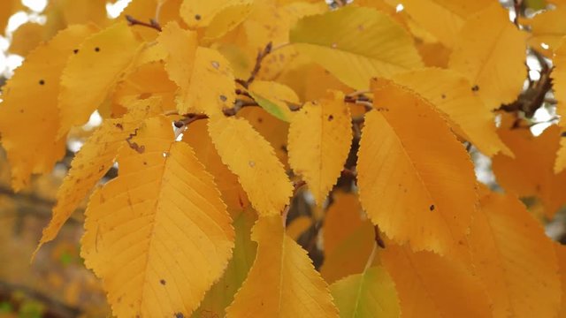 Sprig with yellow leaves / Sprig with yellow leaves on windy sunny day in autumn