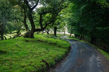 Fototapeta na wymiar Tree lined country lane
