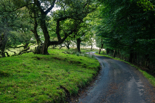 Tree lined country lane