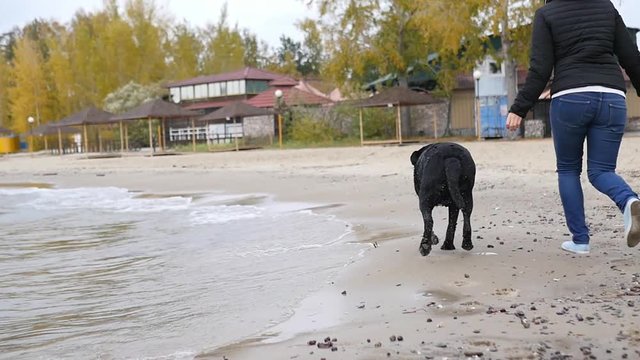 A dog is happily running after a girl on a sandy beach near the water in autumn. slowmotion, 1920x1080, hd