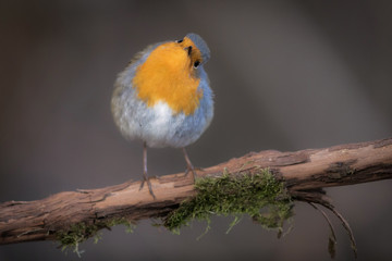 Mr. Robin - Erithacus rubecula - Pettirosso 