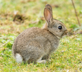 Naklejka na ściany i meble Wild baby rabbit in a field