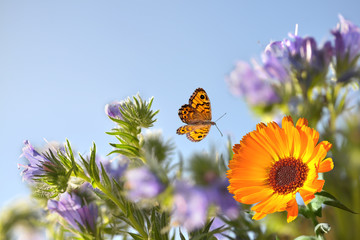 Schmetterlinge mit Blumen