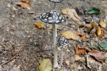 Pilze auf Waldboden