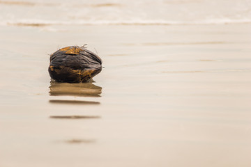 old spoiled coconut lies on the sand near the sea close-up